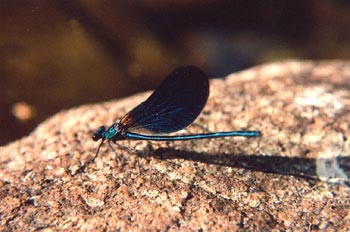 Caballito del diablo azul (Calopteryx virgo)