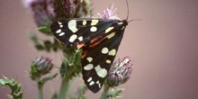 Quelonia (Arctia sp.)