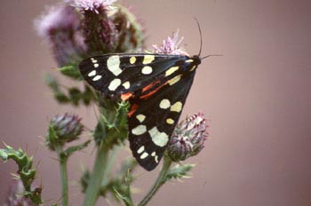 Quelonia (Arctia sp.)