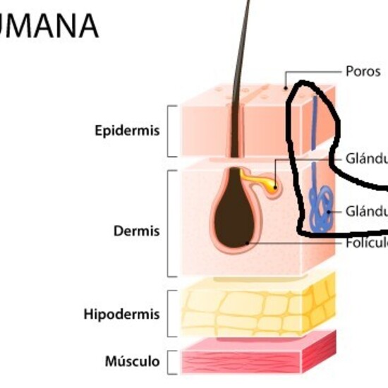 Glándula sudorípara
