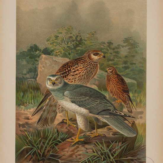 IES_CARDENALCISNEROS_AVES_LAMINAS_201