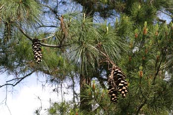 Pino llorón (Pinus wallichiana)