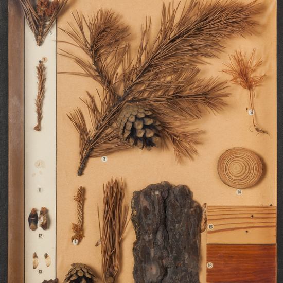 IES_CARDENALCISNEROS_BOTÁNICA_I_001