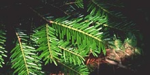 Abeto blanco - Hojas (Abies alba)
