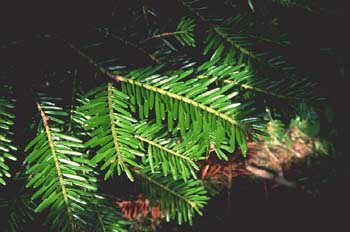 Abeto blanco - Hojas (Abies alba)