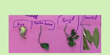 Plantas aromáticas. Martín 2ºA